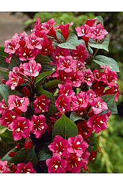Weigela Bristol Ruby C7,5 Lit. Na stabljici 60 cm