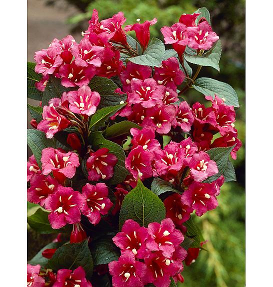 Weigela Bristol Ruby C7,5 Lit. Na stabljici 60 cm