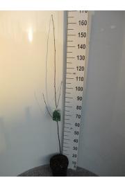 Betula utilis Jacquemontii C5 Lit. 125-150 cm