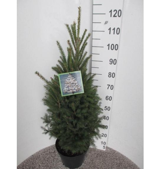 Picea glauca Super Green C10 Lit. 90-110 cm