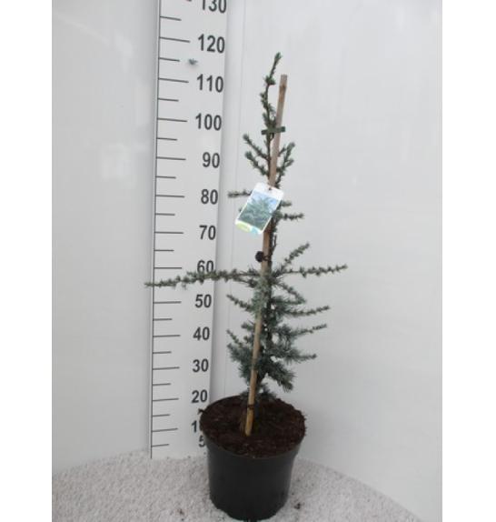 Cedrus libani Glauca C10 Lit. 60-80 cm