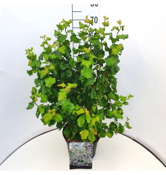 Corylus avelana Scooter C7,5 lit. 60-80 cm