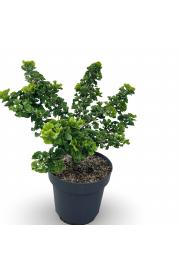 Ginkgo biloba Mariken C5 Lit. 30-40 cm