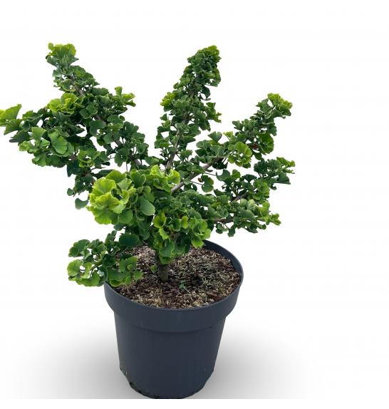 Ginkgo biloba Mariken C5 Lit. 30-40 cm