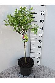 Weigela Magic Rainbow C7.5 Lit. Na stabljici 60 cm