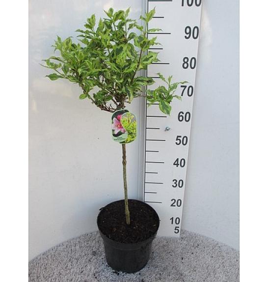 Weigela Magic Rainbow C7.5 Lit. Na stabljici 60 cm