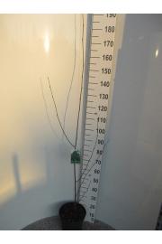 Betula utilis Jacquemontii C7.5 Lit. 150-175 cm