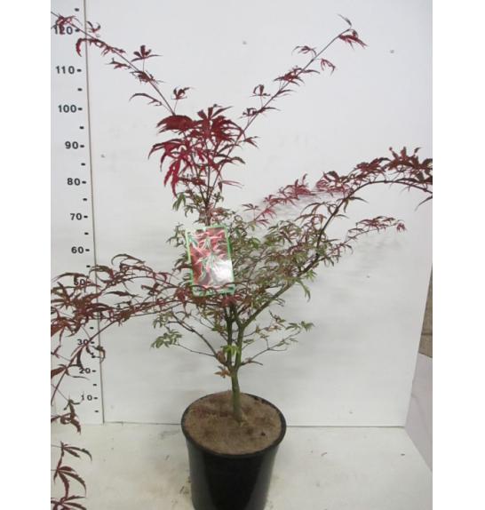 Acer palmatum Pink Passion C7,5 Lit. 40-50 cm