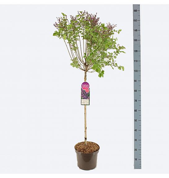 Syringa bloomera tamnoljubičasta C10 Lit. Na stabljici 80 cm