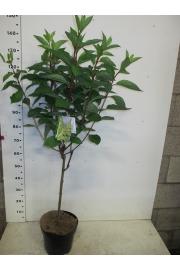 Hydrangea paniculata Candlelight C10 Lit. Na steblu 60 cm