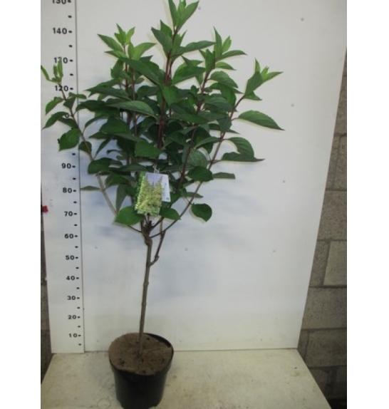 Hydrangea paniculata Candlelight C10 Lit. Na steblu 60 cm