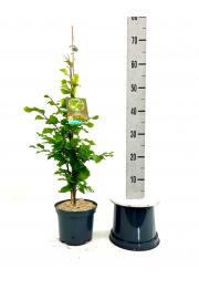 Fagus sylvatica Fastigiata Icefire C7,5 Lit. 80-100 cm