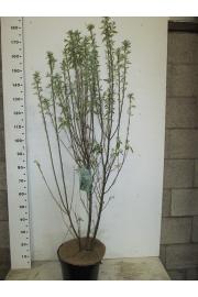 Amelanchier canadensis Rainbow Pillar C7,5 Lit. 100-120 cm