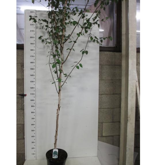 Betula utilis Jacquemontii C7.5 Lit. 175-200 cm