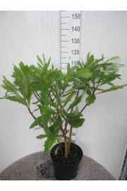 Edgeworthia Chrysantha C10 Lit. 50-60 cm