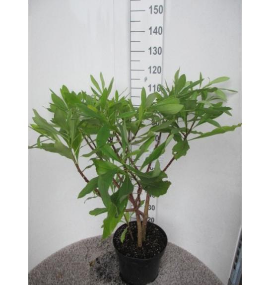 Edgeworthia Chrysantha C10 Lit. 50-60 cm