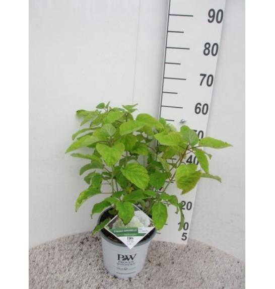 Hydrangea arborescens Strong Annabelle C10 Lit. 50-60 cm