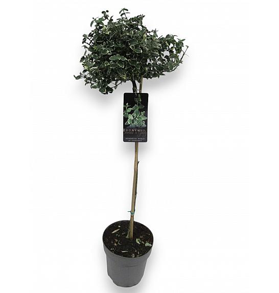 Euonymus fortunei Emerald Gaiety C10 Lit. Na stabljici 110 cm