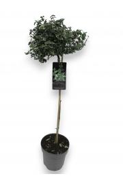 Euonymus fortunei Emerald Gaiety C10 Lit. Na steblu 110 cm