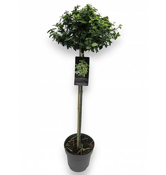 Euonymus fortunei Emerald Gold C10 Lit. Na stabljici 110 cm