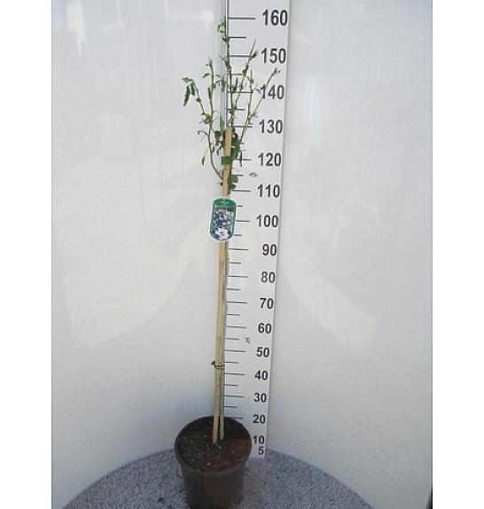 Hibiscus syriacus Totus Albus C10 Lit. Na stabljici 100 cm