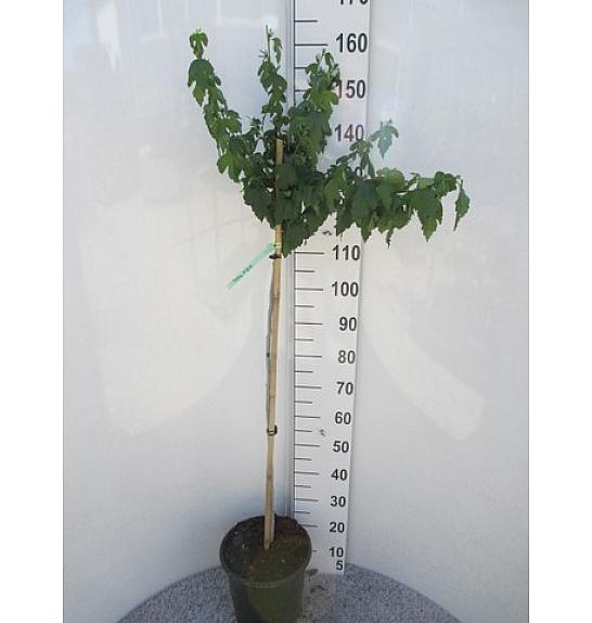 Hibiscus syriacus William R.Smith C10 Lit. Na stabljici 100 cm