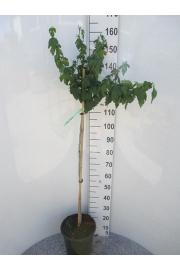 Hibiscus syriacus William R.Smith C10 Lit. Na steblu 100 cm