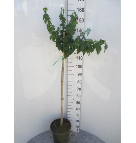 Hibiscus syriacus William R.Smith C10 Lit. Na steblu 100 cm