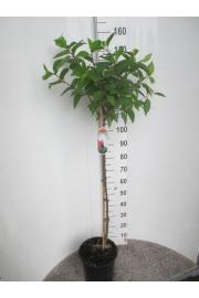 Hydrangea paniculata Early Sensation C10 Lit. Na steblu 80 cm