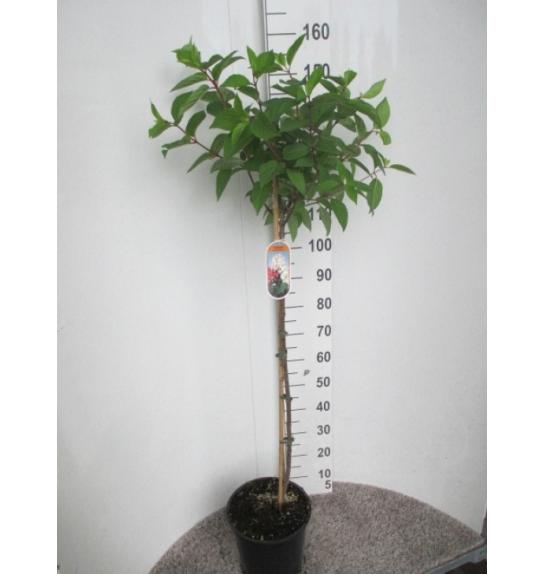 Hydrangea paniculata Early Sensation C10 Lit. Na steblu 80 cm