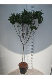 Hydrangea paniculata Grandiflora C10 Lit. Na steblu 80 cm