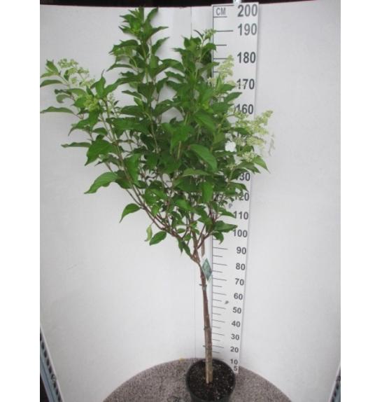 Hydrangea paniculata Kyushu C10 Lit. Na steblu 80 cm