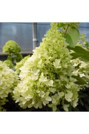Hydrangea paniculata Little Fresco C7,5 Lit. Na steblu 50 cm