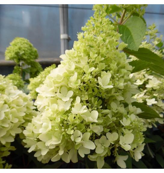 Hydrangea paniculata Little Fresco C7,5 Lit. Na steblu 50 cm