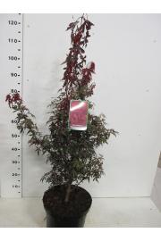 Acer palmatum Skeeters Broom C10 Lit. 60-80 cm