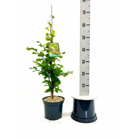 Fagus sylvatica Fastigiata Icefire C10 Lit. 100-125 cm