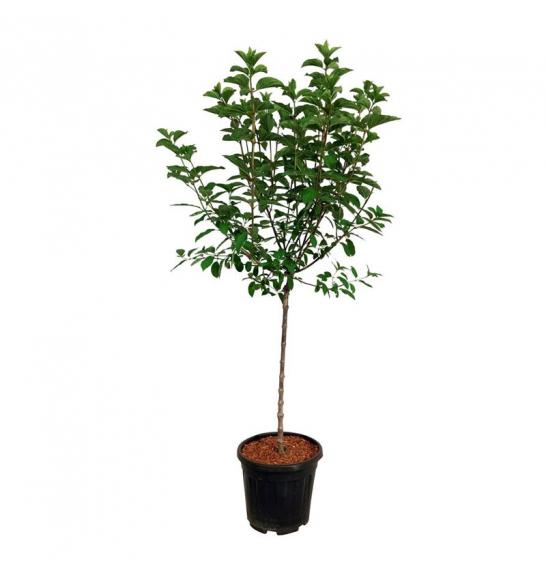 Hydrangea paniculata Vanille Fraice C10 Lit. Na steblu 80 cm