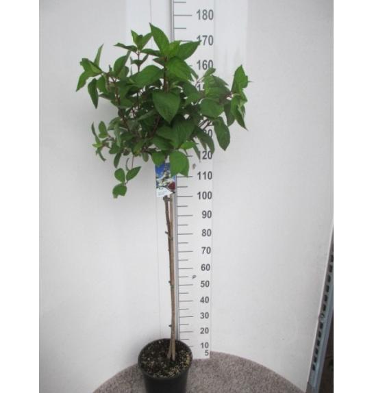 Hydrangea paniculata Wim's Red C10 Lit. Na steblu 80 cm