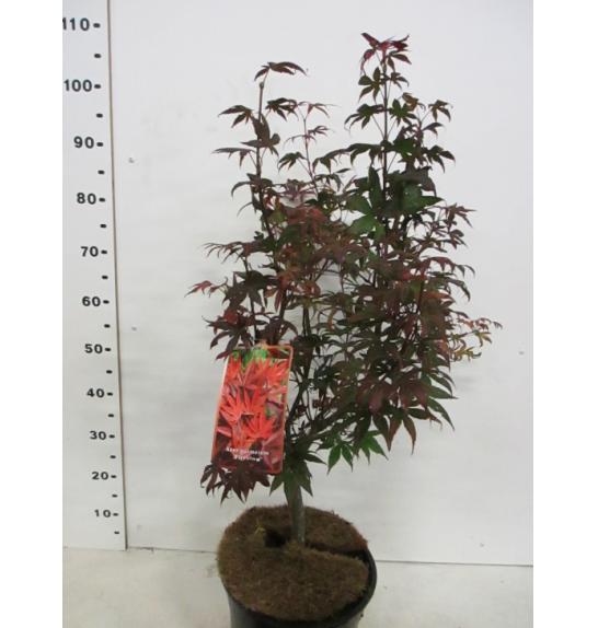 Acer palmatum Fire Glow C10 Lit. 60-80 cm