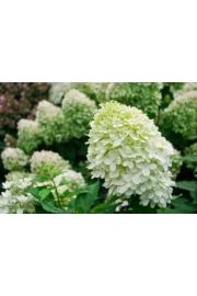 Hydrangea paniculata Little Lime C10 Lit. Na steblu 60 cm