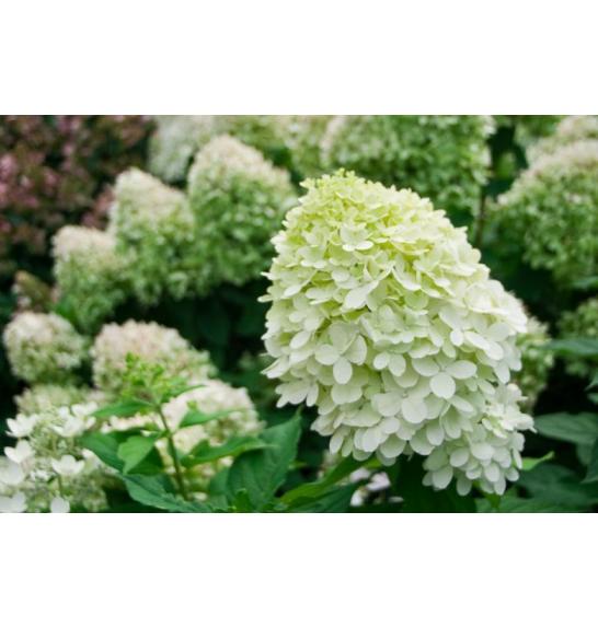 Hydrangea paniculata Little Lime C10 Lit. Na steblu 60 cm