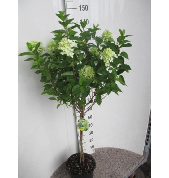 Hydrangea paniculata Magical Candle C10 Lit. Na steblu 60 cm