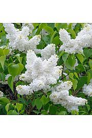 Syringa vulgaris Mad. Florent Stepman C10 Lit. Na stabljici 100 cm