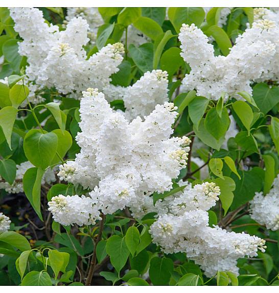 Syringa vulgaris Mad. Florent Stepman C10 Lit. Na stabljici 100 cm