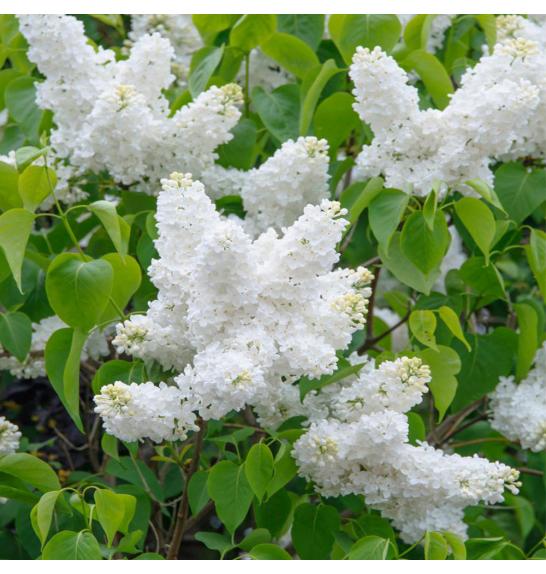 Syringa vulgaris Mad. Florent Stepman C10 Lit. Na steblu 100 cm