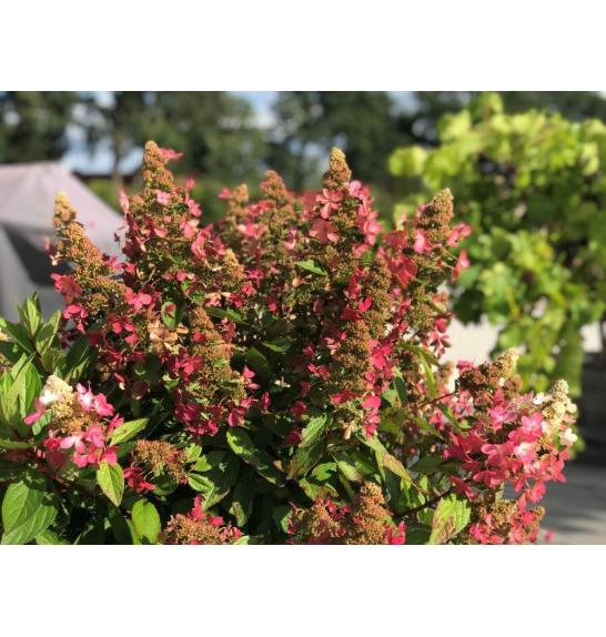 Hydrangea paniculata Magical Vesuvio C10 Lit. Na steblu 80 cm