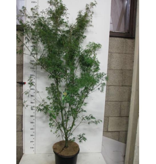Acer palmatum Seiryu C10 Lit. 80-100 cm
