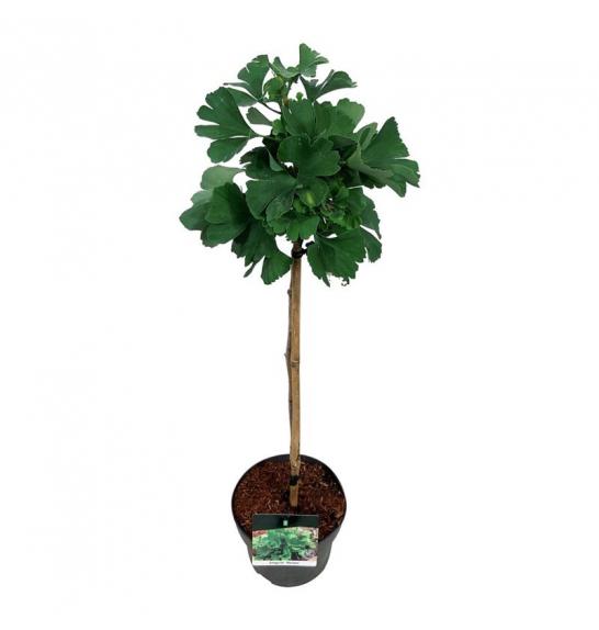 Ginkgo biloba Mariken C10 Lit. Na steblu 100 cm