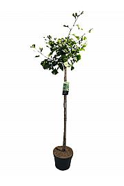 Ginkgo biloba Pendula C10 Lit. Na stabljici 100 cm