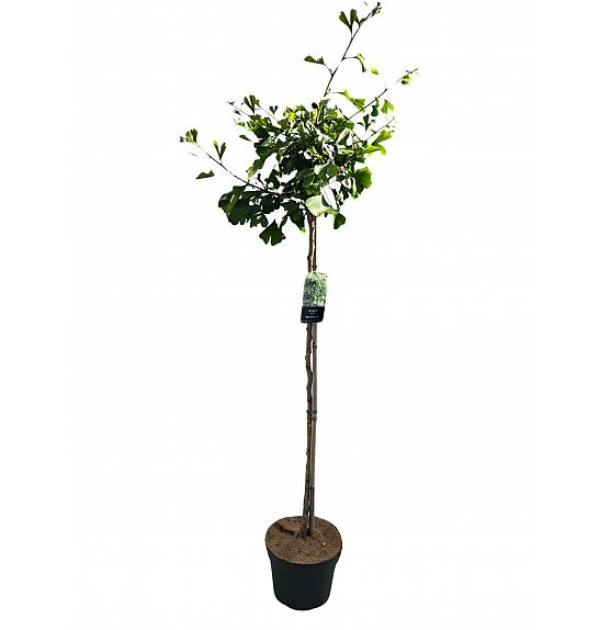 Ginkgo biloba Pendula C10 Lit. Na stabljici 100 cm